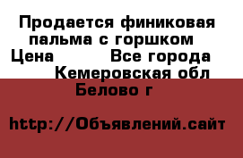 Продается финиковая пальма с горшком › Цена ­ 600 - Все города  »    . Кемеровская обл.,Белово г.